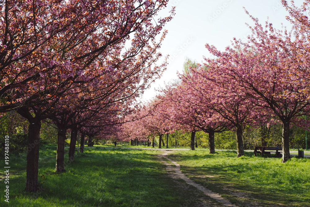 japanese cherry blossoms in full bloom