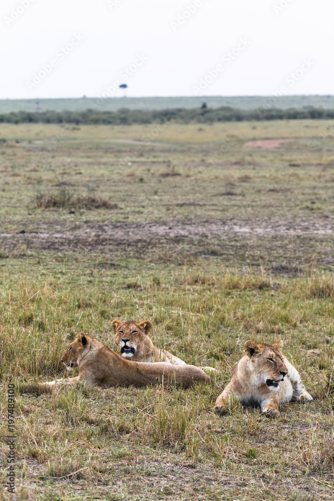 Few lions are resting. Lioness in the savanna. Kenya, Africa Few lions are resting. Lioness in the savanna. Kenya, Africa