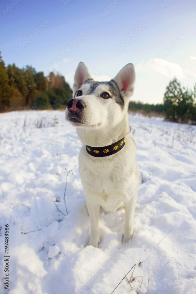 Funny grey and white Siberian Husky dog with a collar sitting on a snow in winter. Wide angle view