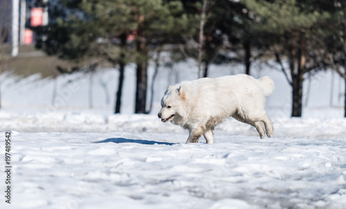 A Samoyed dog runs on the snow in the park