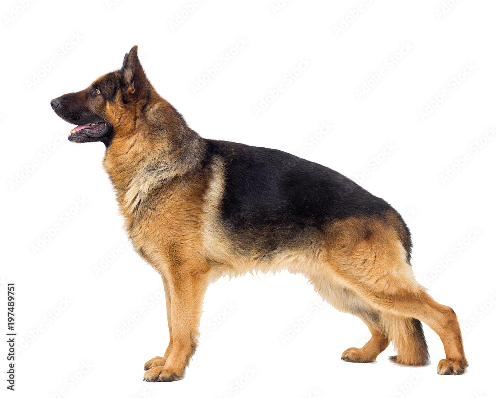 German Shepherd Dog sideways stands full-length