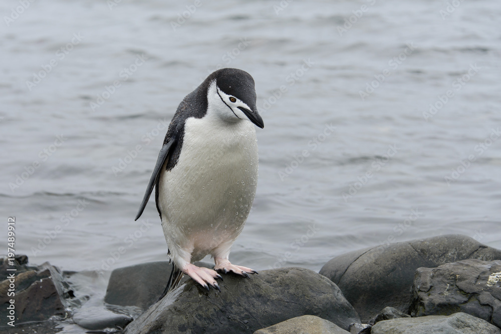 Fototapeta premium Chinstrap penguin on the beach