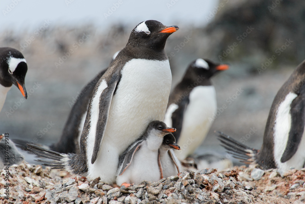 Obraz premium Gentoo penguin with chicks in nest