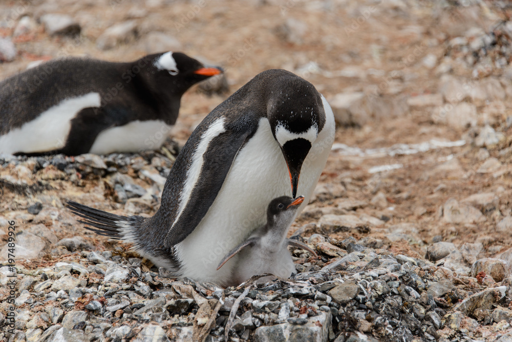 Fototapeta premium Gentoo penguin with chick in nest