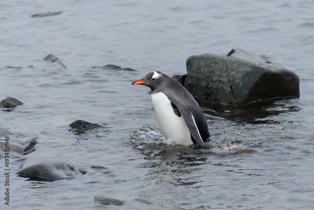 Obraz premium Gentoo penguin going in water