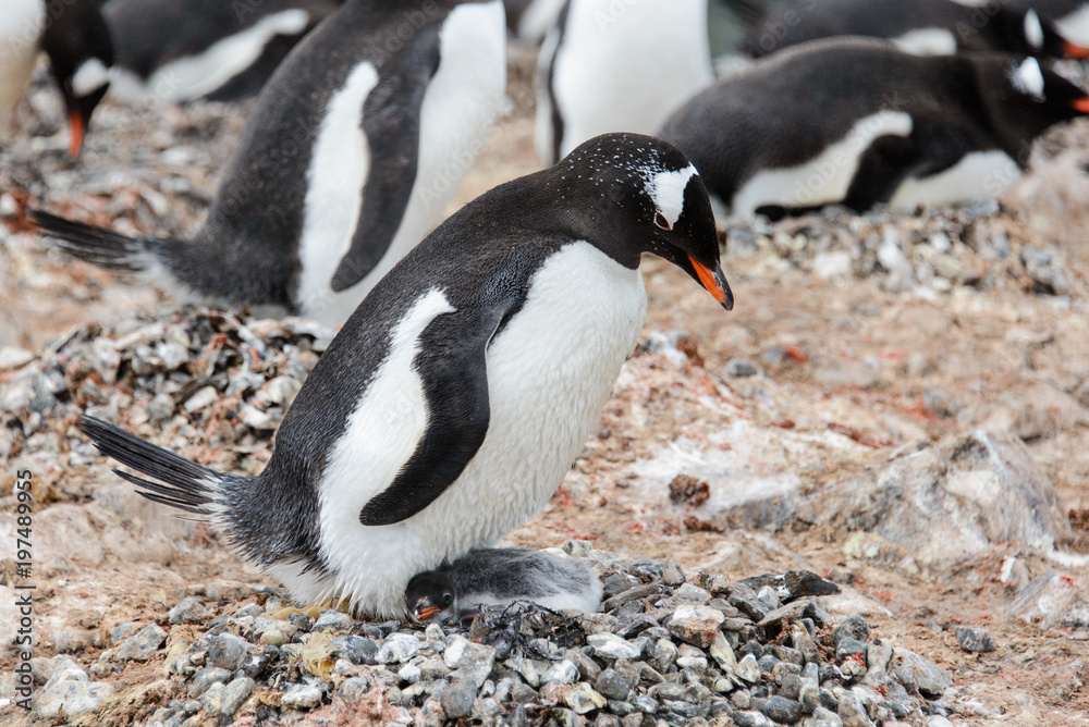 Naklejka premium Gentoo penguin with chicks in nest