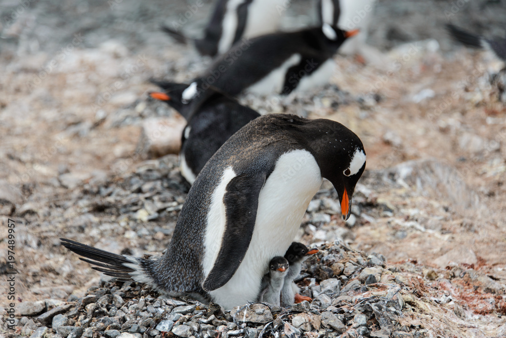 Naklejka premium Gentoo penguin with chicks in nest