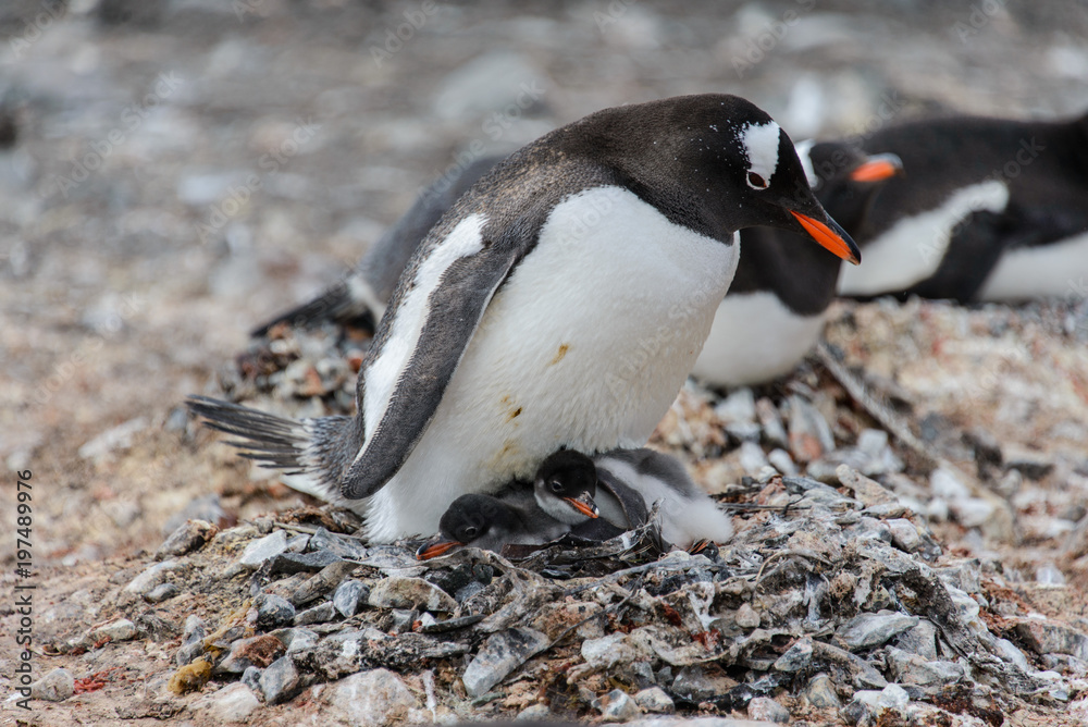 Fototapeta premium Gentoo penguin with chicks in nest