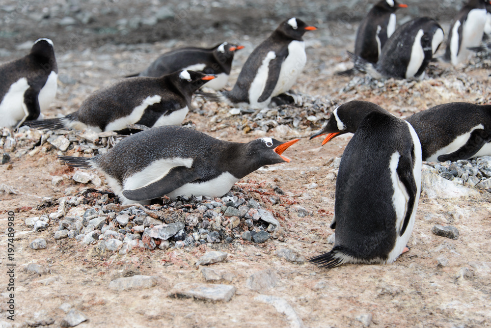 Naklejka premium Gentoo penguin in nest aggressive open beak