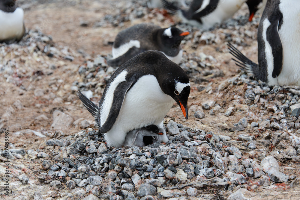 Fototapeta premium Gentoo penguin with chicks in nest