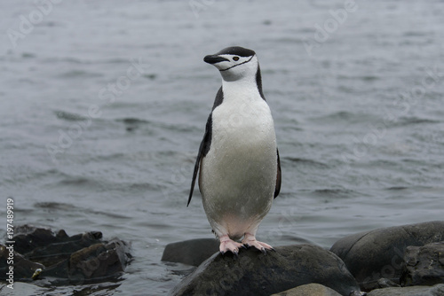Chinstrap penguin on the stone