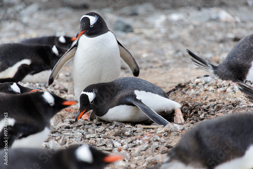 Fototapeta Naklejka Na Ścianę i Meble -  Two gentoo penguins