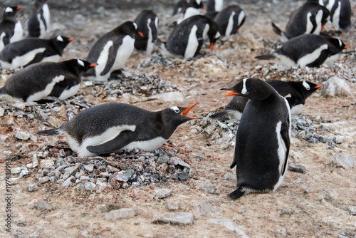 Gentoo penguin in nest aggressive open beak