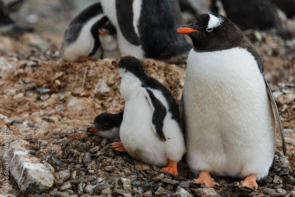 Fototapeta premium Gentoo penguin with chicks in nest