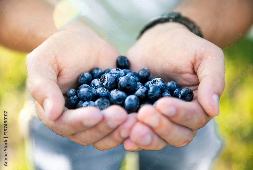 3553976 Blueberry in the hands of the farmer, man, fruit, food, nature 3553976 Blueberry in the hands of the farmer, man, fruit, food, nature