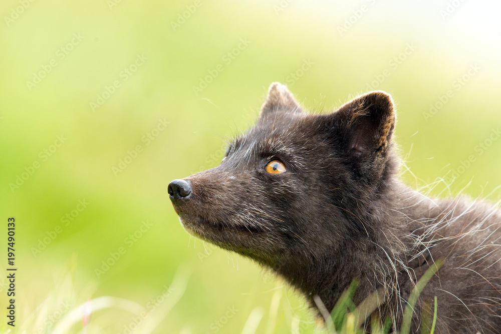 Arctic Fox in Summer at Iceland Arctic Fox in Summer at Iceland