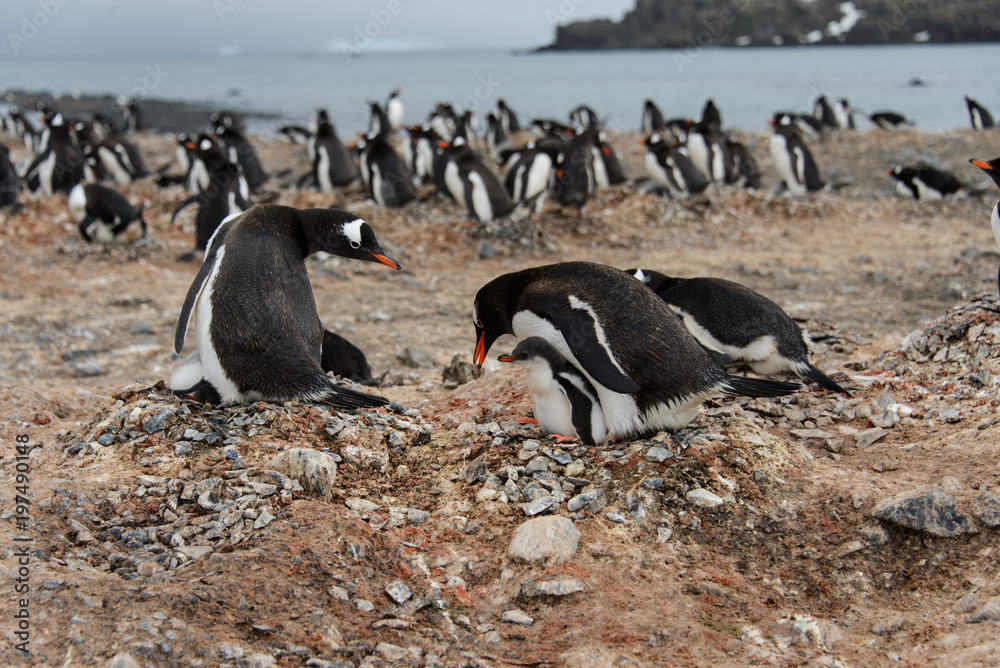 Fototapeta premium Gentoo penguin put stone in nest