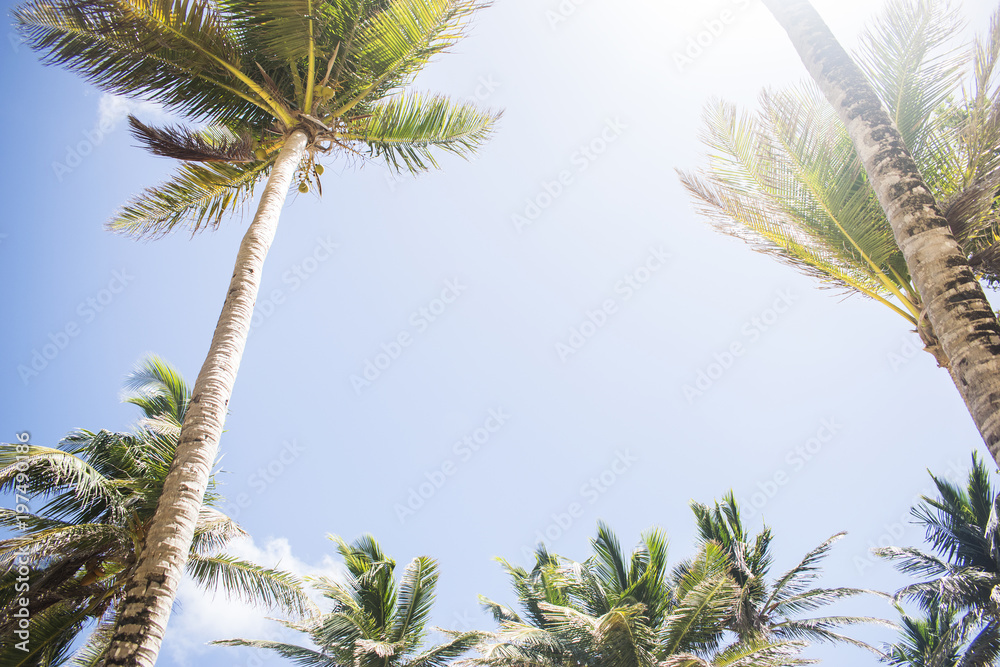 Sonnige Kokospalmen unter blauem Himmel