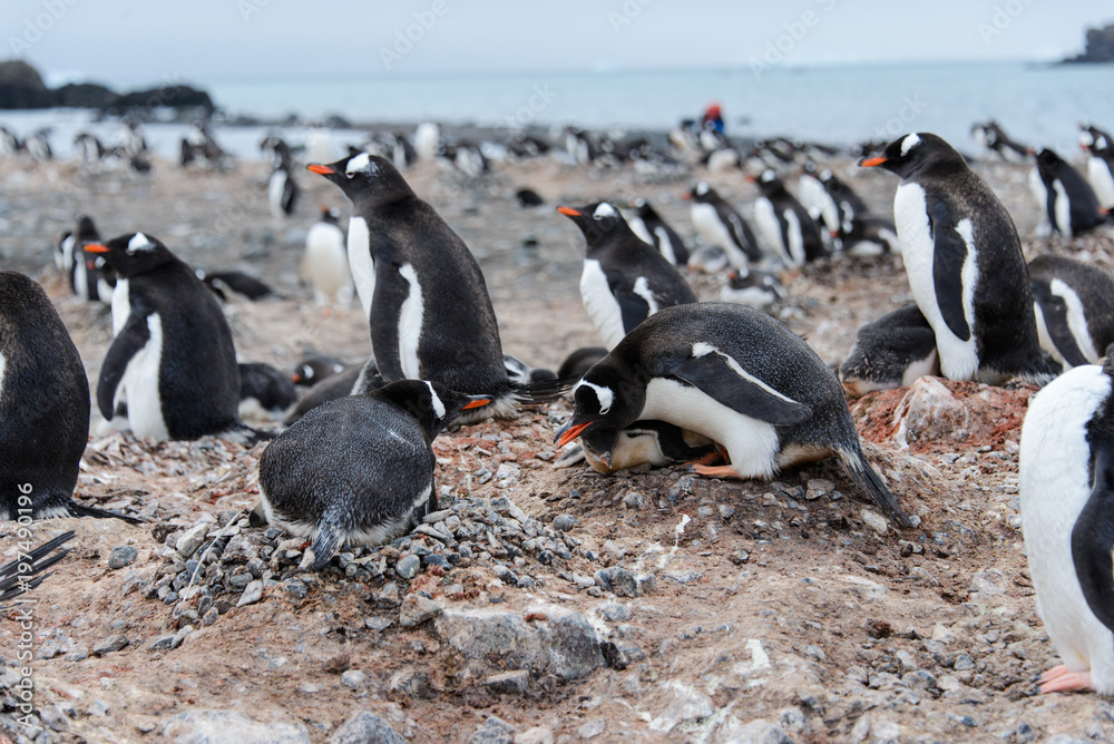 Fototapeta premium Gentoo penguin with chicks in nest