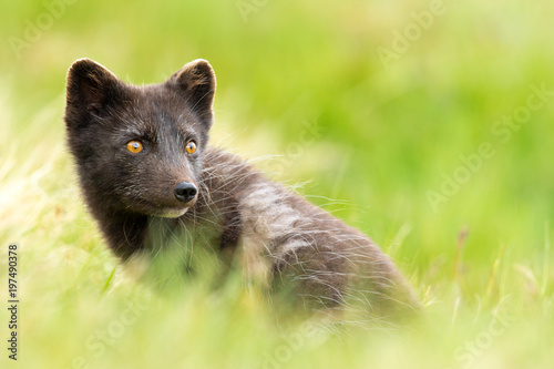 Arctic Fox in Summer at Iceland © markmedcalf