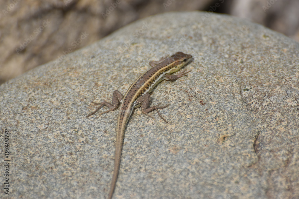 wild lizard North Cyprus wild lizard North Cyprus