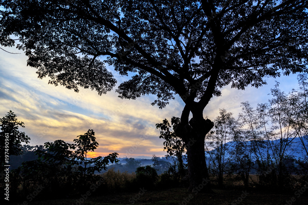 silhouette of big tree with cloud and blue sky during sunrise in background silhouette of big tree with cloud and blue sky during sunrise in background