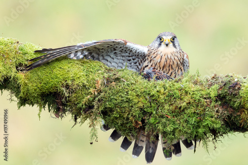 Bild auf Leinwand Kestrel feeding on prey