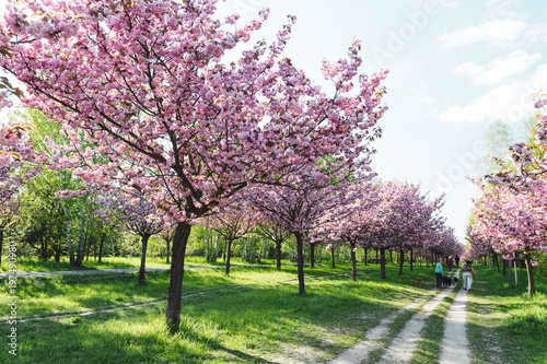 japanese cherry blossoms in full bloom