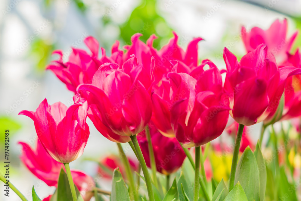 beautiful pink tulips in bloom beautiful pink tulips in bloom