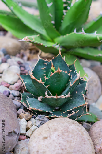 close up of  succulent plants among stones in botnical garden photo