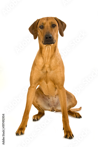 Sitzender Rhodesian Ridgeback isoliert auf wei  em Hintergrund