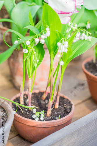 Blossoming lily of the valley in pot