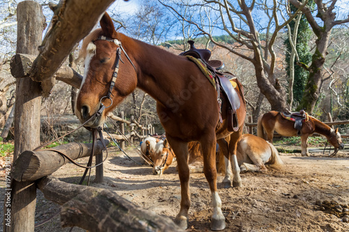 horses standing along a fence.