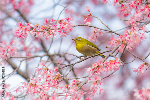 メジロと満開のオカメザクラ