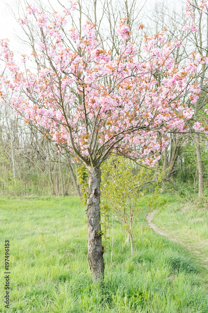japanese cherry blossoms in full bloom japanese cherry blossoms in full bloom