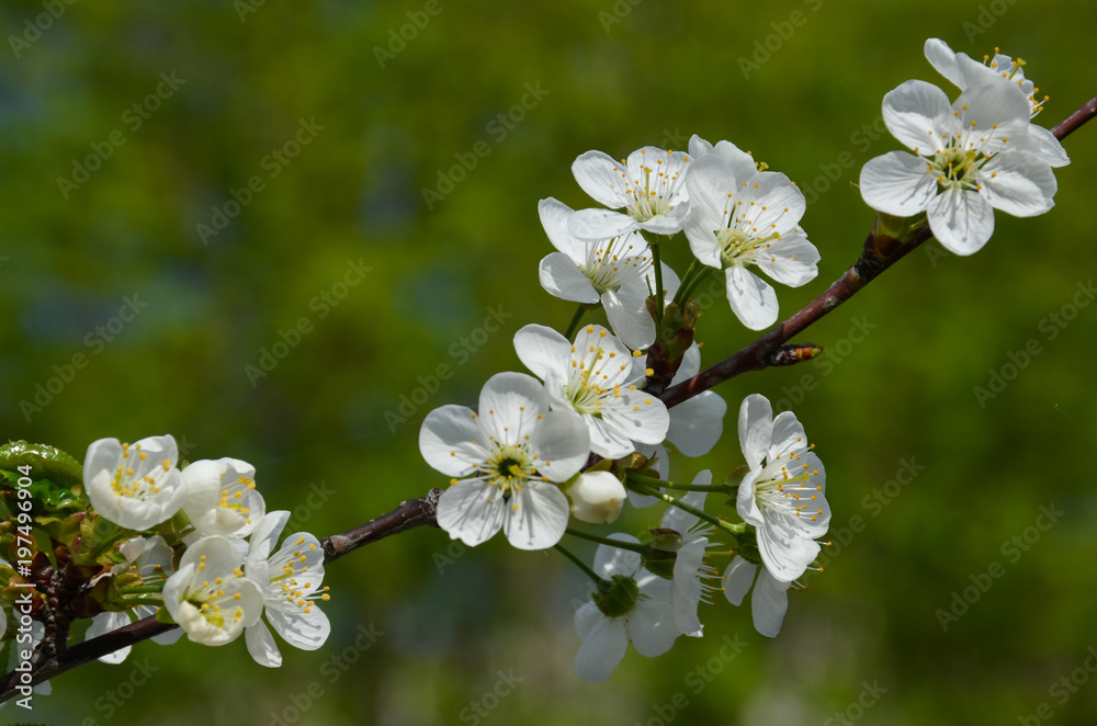 Obraz premium Вишневое дерево цветет белыми цветами.