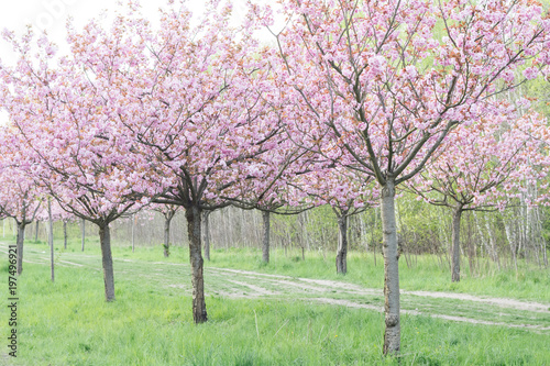 japanese cherry blossoms in full bloom
