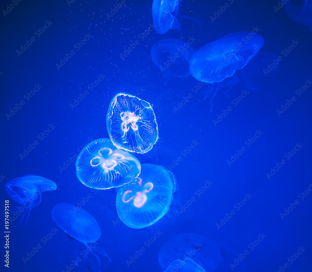 Group of Moon Jellyfish Swim Underwater, with a Soft Bioluminescence Group of Moon Jellyfish Swim Underwater, with a Soft Bioluminescence