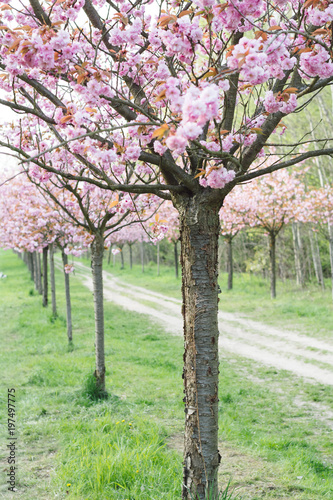 japanese cherry blossoms in full bloom