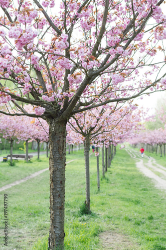 japanese cherry blossoms in full bloom