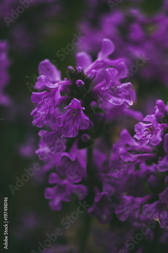 Charming purple flowers in the garden