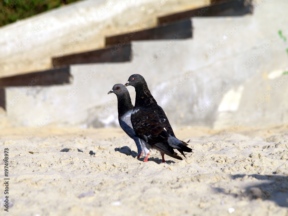 Fototapeta premium A pair of gray doves