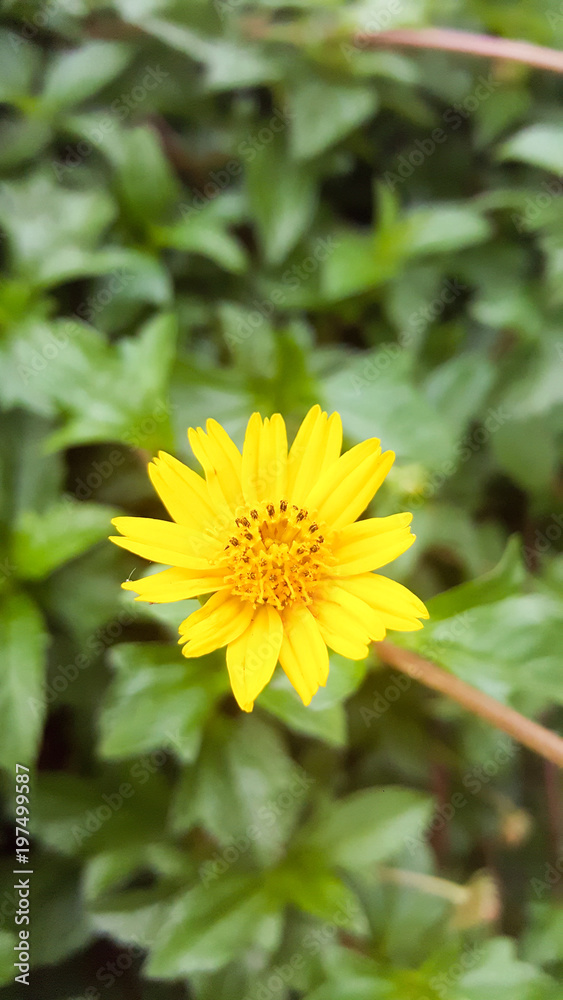 Creeping daisy on blurred green background Creeping daisy on blurred green background