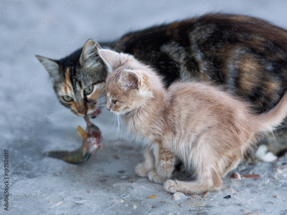 Cute kitten and mother cat on concrete pier in sea port Cute kitten and mother cat on concrete pier in sea port