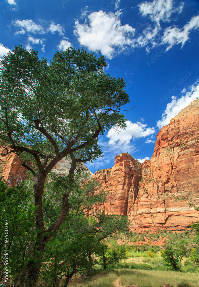 Zion tree and valley