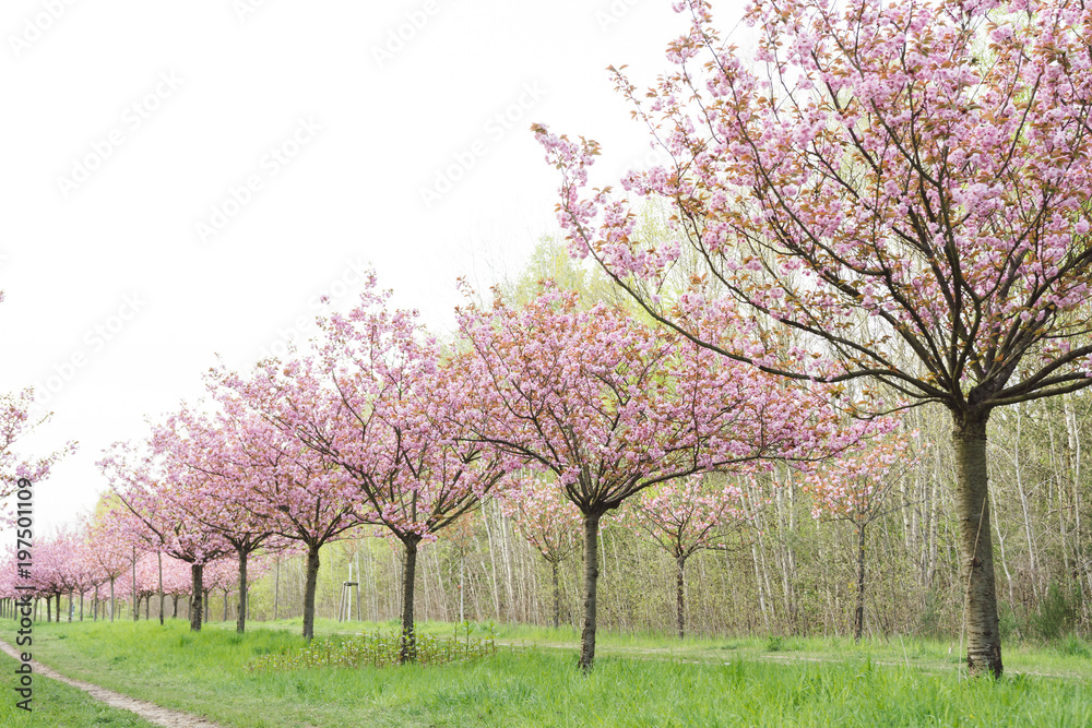 japanese cherry blossoms in full bloom japanese cherry blossoms in full bloom