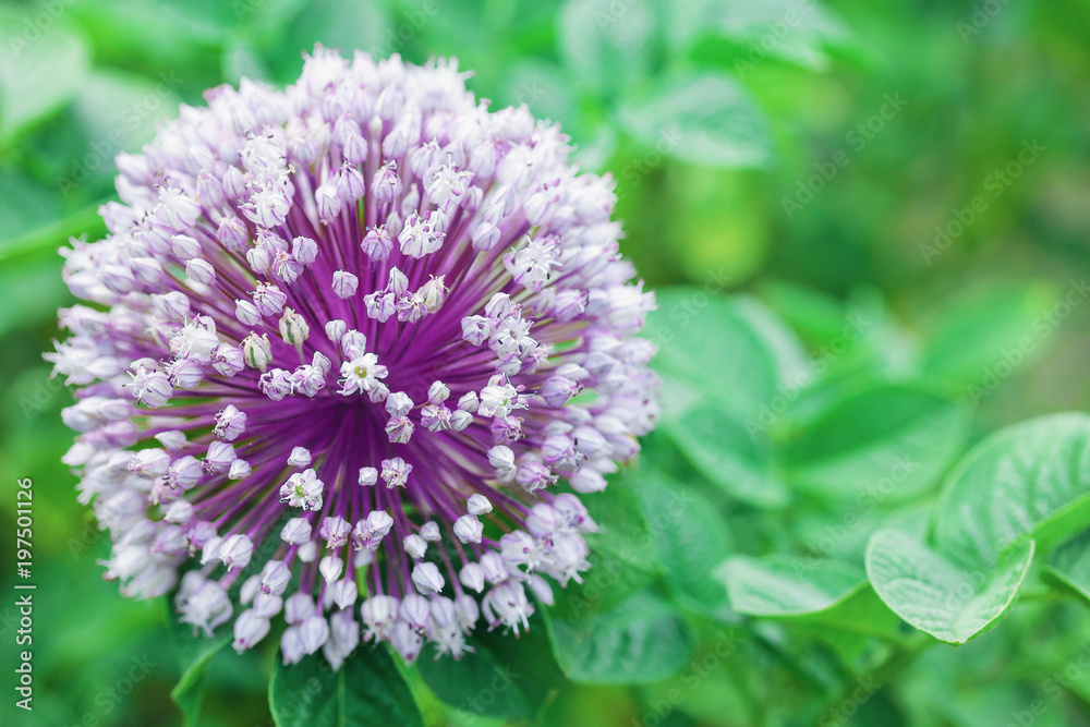 Decorative flowering edible onion in the garden. Allium schoenoprasum. Decorative flowering edible onion in the garden. Allium schoenoprasum.