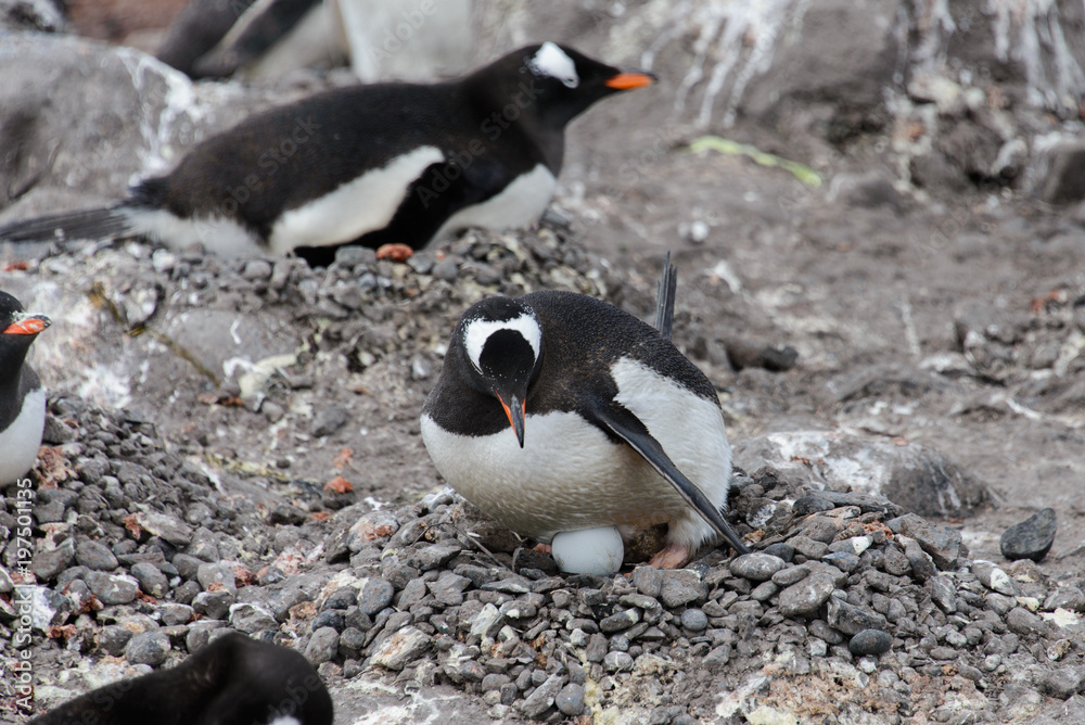 Naklejka premium Gentoo penguin with egg in nest
