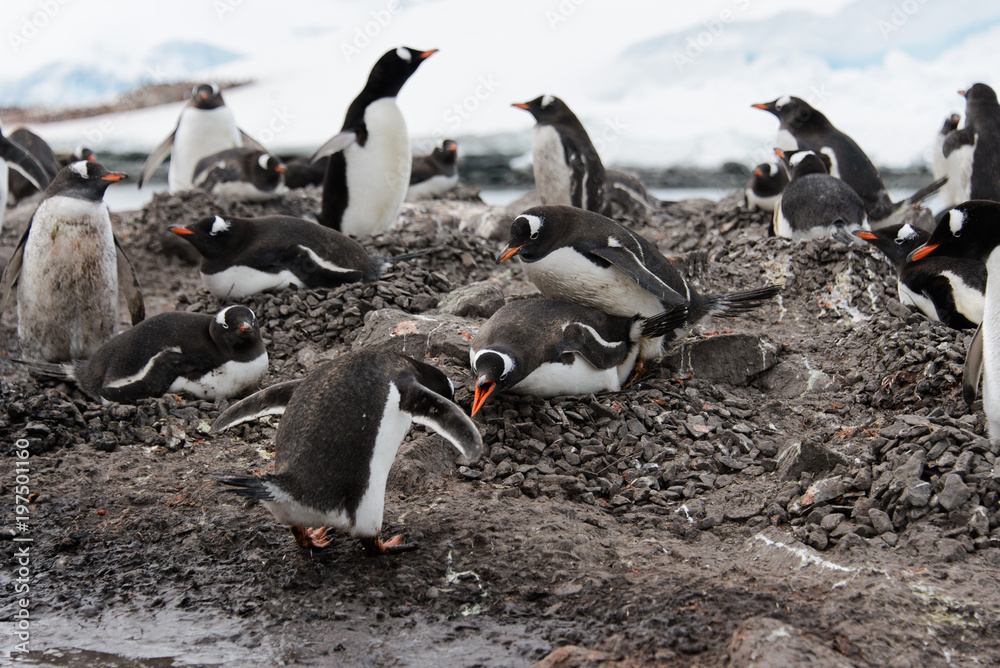 Fototapeta premium Gentoo penguin going with stone in beak
