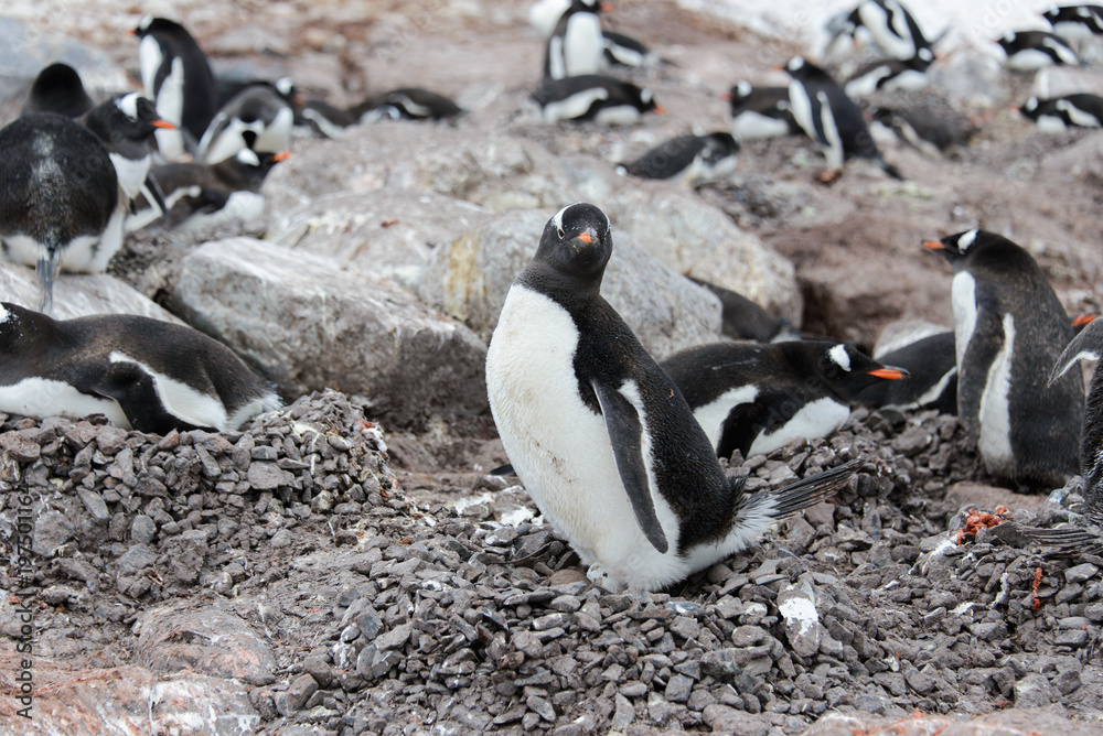 Naklejka premium Gentoo penguin with egg in nest